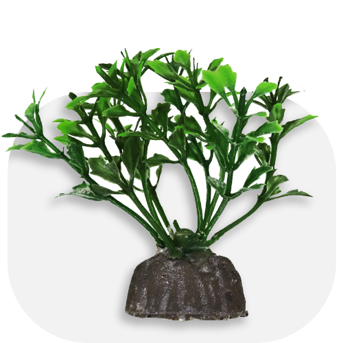 دکور آبزیان