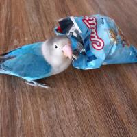 لوگوی فروشگاه پاتاس