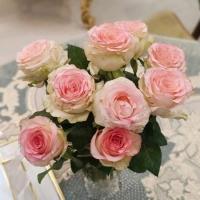 لوگوی فروشگاه مروا هوم