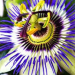 لوگوی فروشگاه نگین الماس